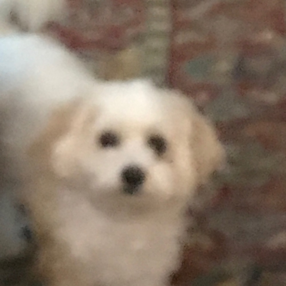 Meet your Posher, Lil